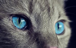 Könnyedén beteggé teheti macskádat a por